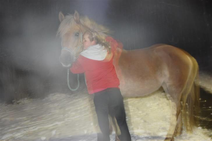 Haflinger Duchess *Prinsessen*  billede 15