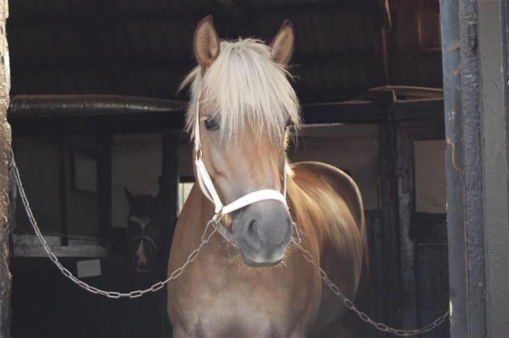 Haflinger Duchess *Prinsessen*  - Duchess på stald gangen, fordi du smukkere end den smukkeste! billede 17