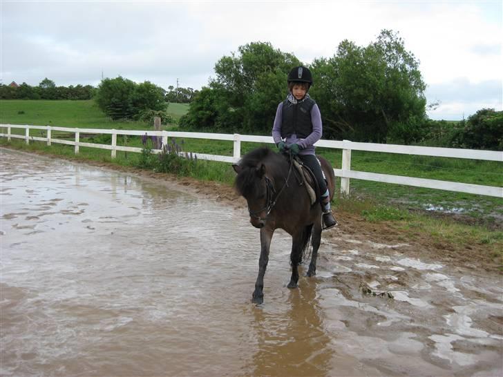 Anden særlig race Musse - Rideskole pony - Mig og Musse - Har lige travet i kæmpe vanpytter :) billede 9