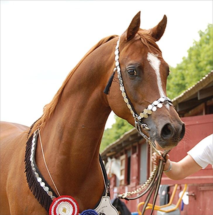 Arabisk fuldblod (OX) NILANSK - Roskilde Dyrskue 2009,  billede 1