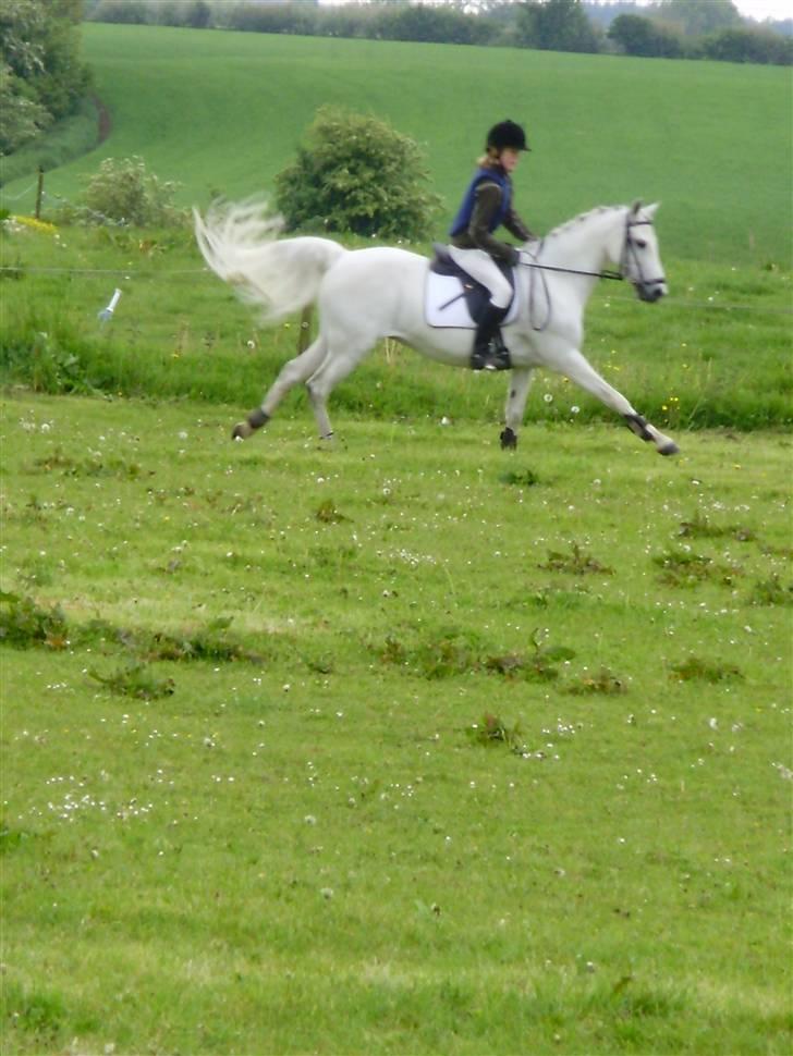 Welsh Pony (sec B) Bohemo Idol - Mig og Idol i fuld galop på springbanen:D billede 11