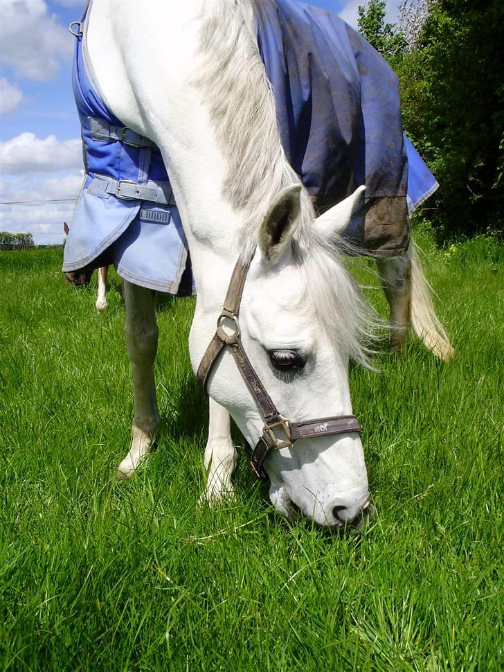 Welsh Pony (sec B) Bohemo Idol - Idol på Fold(:= billede 12