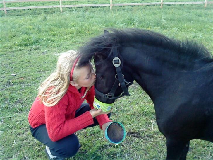 Shetlænder Wendy - Min smukke Wendy billede 1