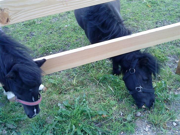 Shetlænder Wendy - Hun vil under hegnet billede 3