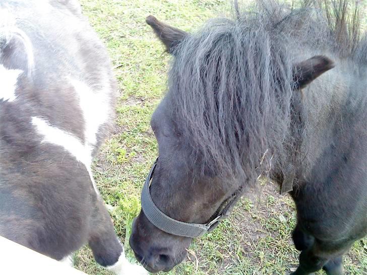 Shetlænder Wendy - Lidt sur billede 4