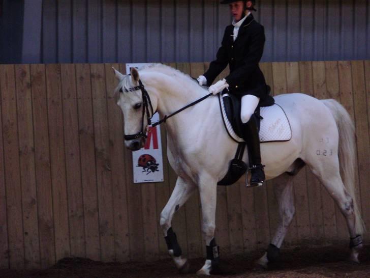 Welsh Pony (sec B) Bohemo Idol - Mig og idol til stævne i vamdrup billede 14