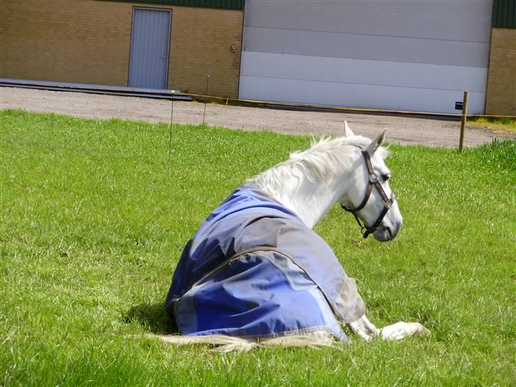 Welsh Pony (sec B) Bohemo Idol - Idol der ruller sig(:= billede 15