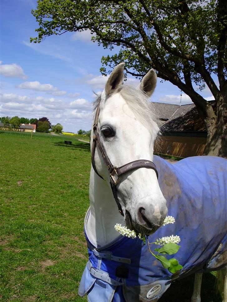 Welsh Pony (sec B) Bohemo Idol - Idol med gren i munden:P billede 16