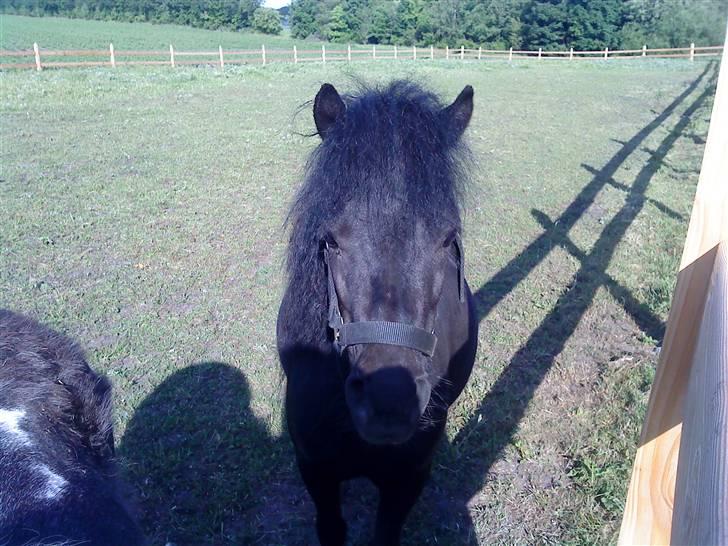 Shetlænder Wendy - Wendy er Glad billede 5