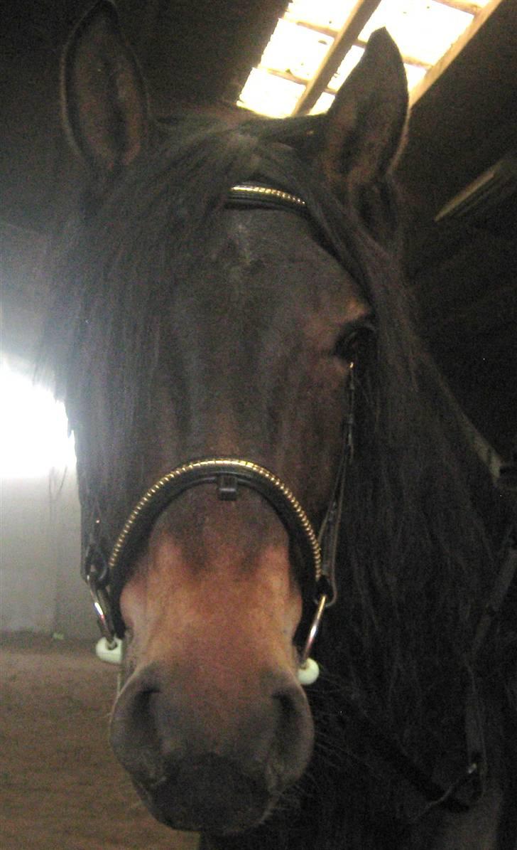 Anden særlig race Babuska ( MIN PIGE!!!) billede 7