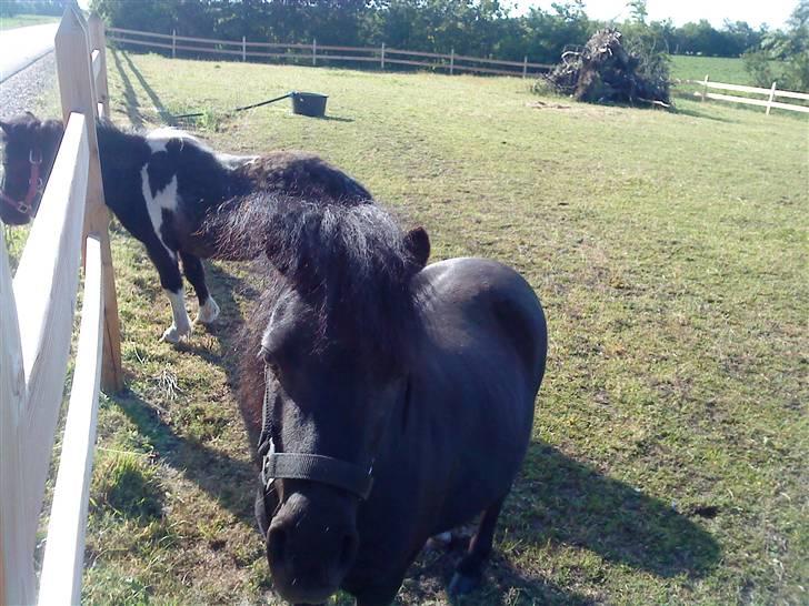 Shetlænder Wendy - hihi min musser billede 6