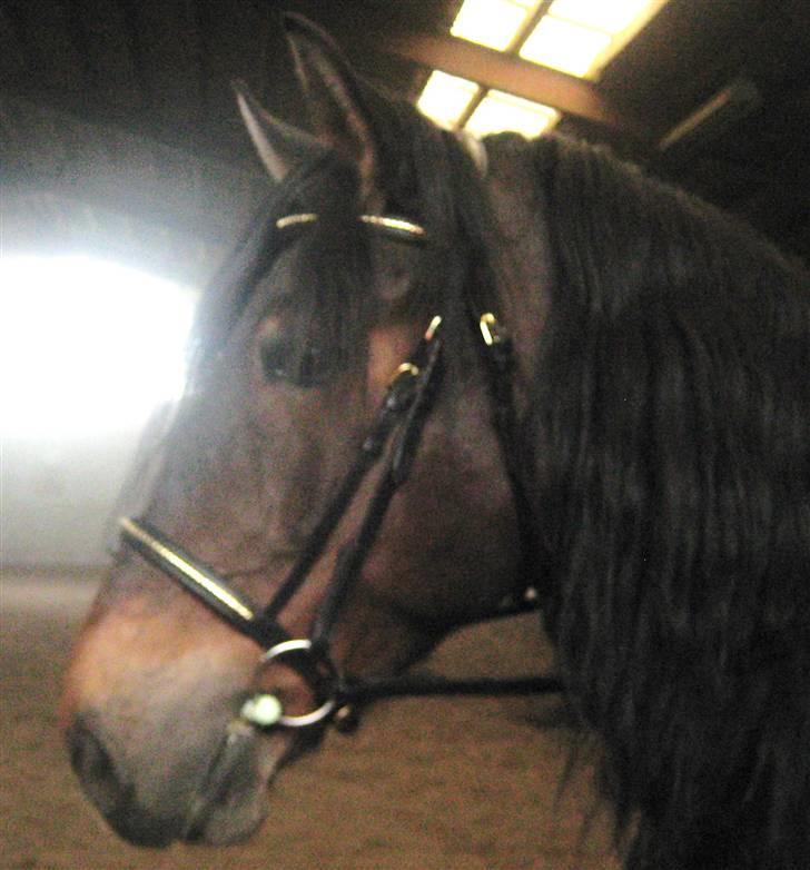 Anden særlig race Babuska ( MIN PIGE!!!) billede 8