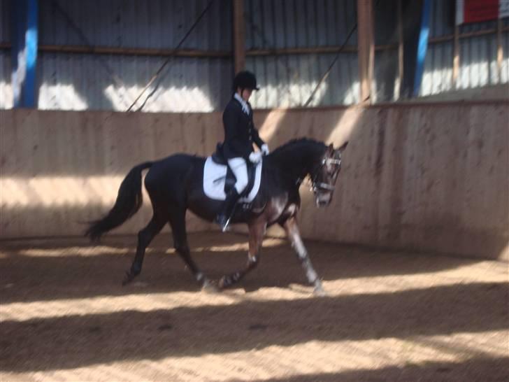 Anden særlig race Fromsmindes Effino. SOLGT - 2009 nyeste billede 18