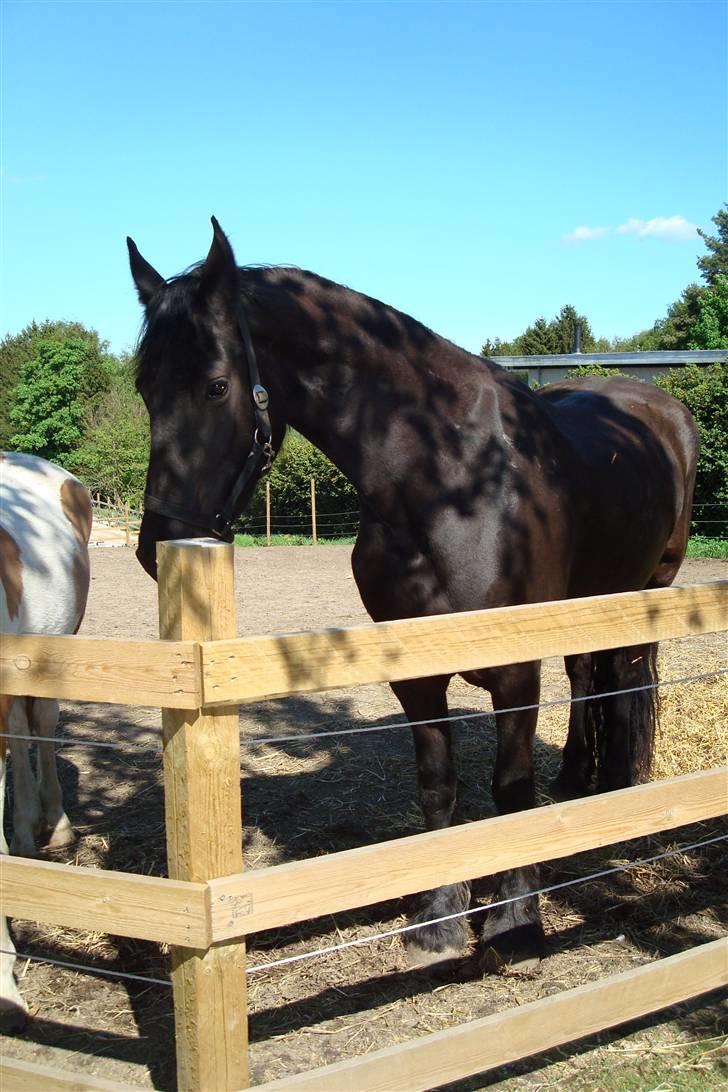 Frieser Laura ( Solgt ) billede 13