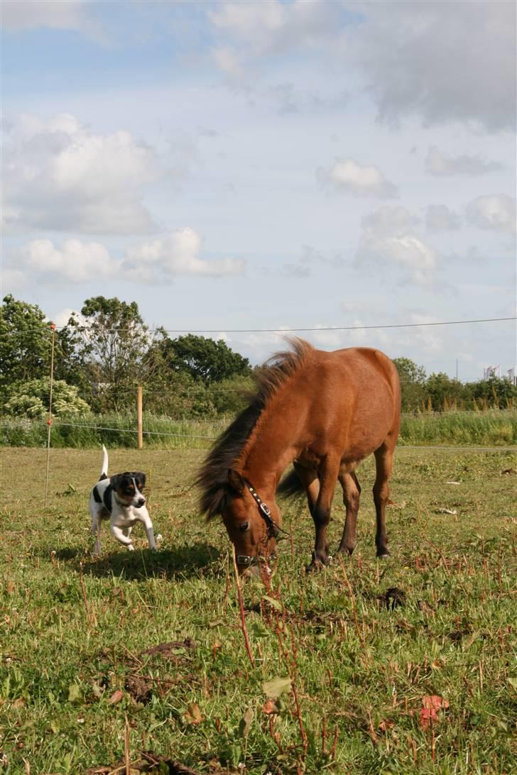 Shetlænder Stald Michas Little Matti - første dag på græs :D - Bølle vil allerede lege. billede 4