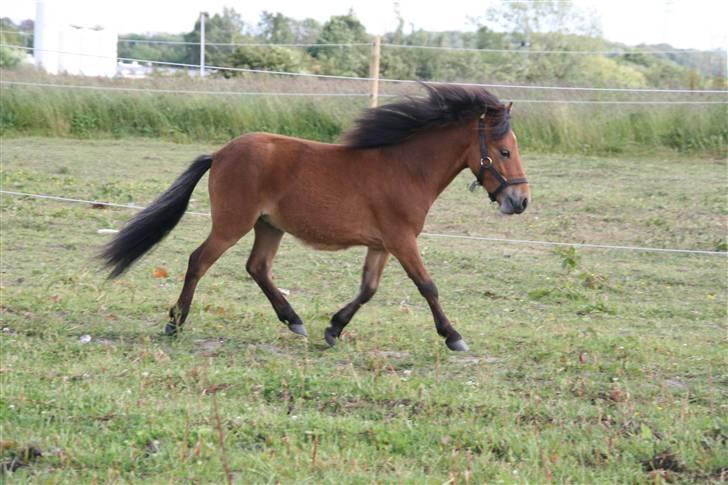 Shetlænder Stald Michas Little Matti - og han bliver jagtet af de store ponyer s; - meen trave, det kan han :D billede 5