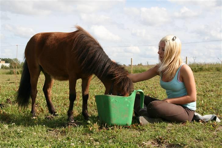 Shetlænder Stald Michas Little Matti - Hans hoved er lige så stor som krybben d;´ haha billede 6