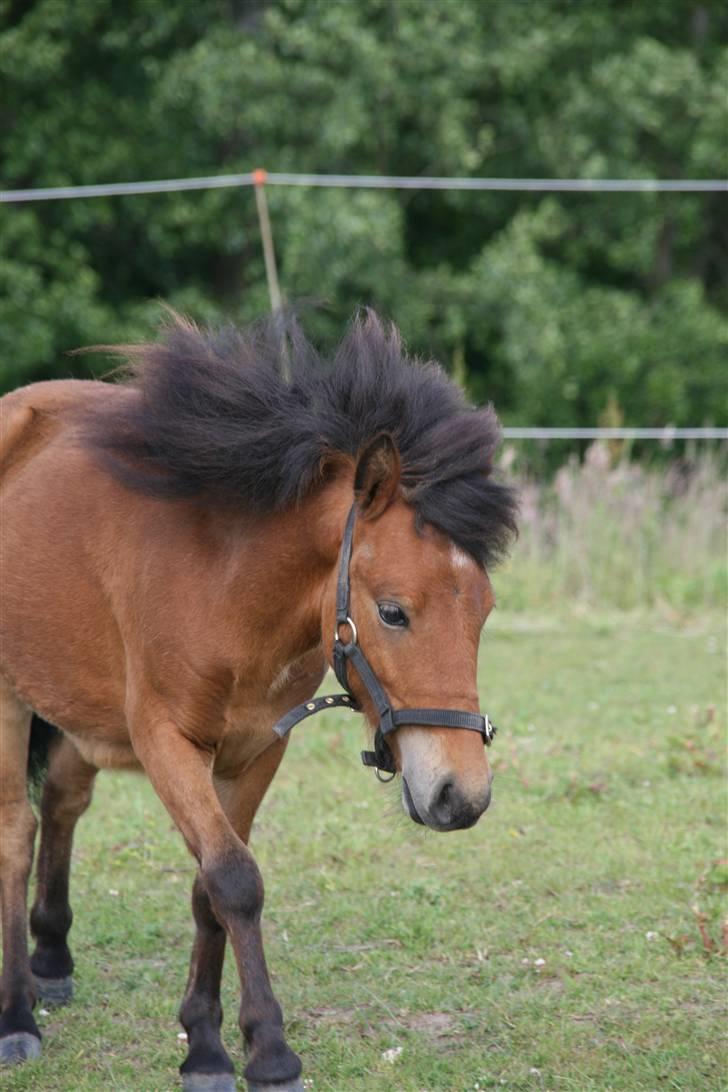 Shetlænder Stald Michas Little Matti - ja, han er dejlig, ik? (; <3 billede 9