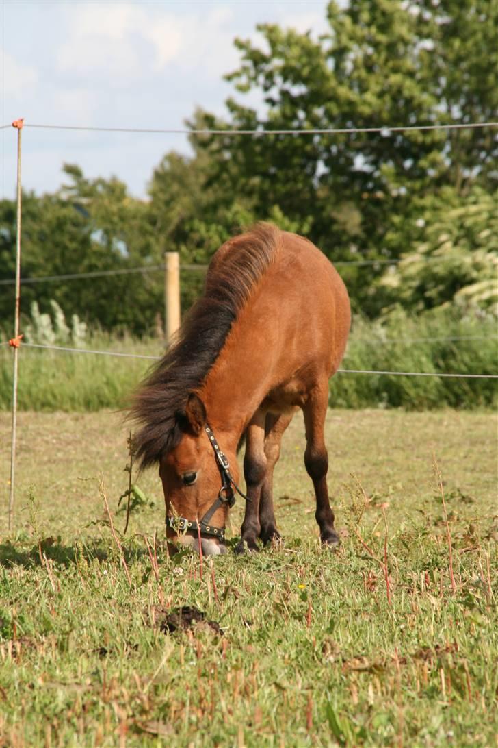 Shetlænder Stald Michas Little Matti - græsser i solnedgangen .. billede 10