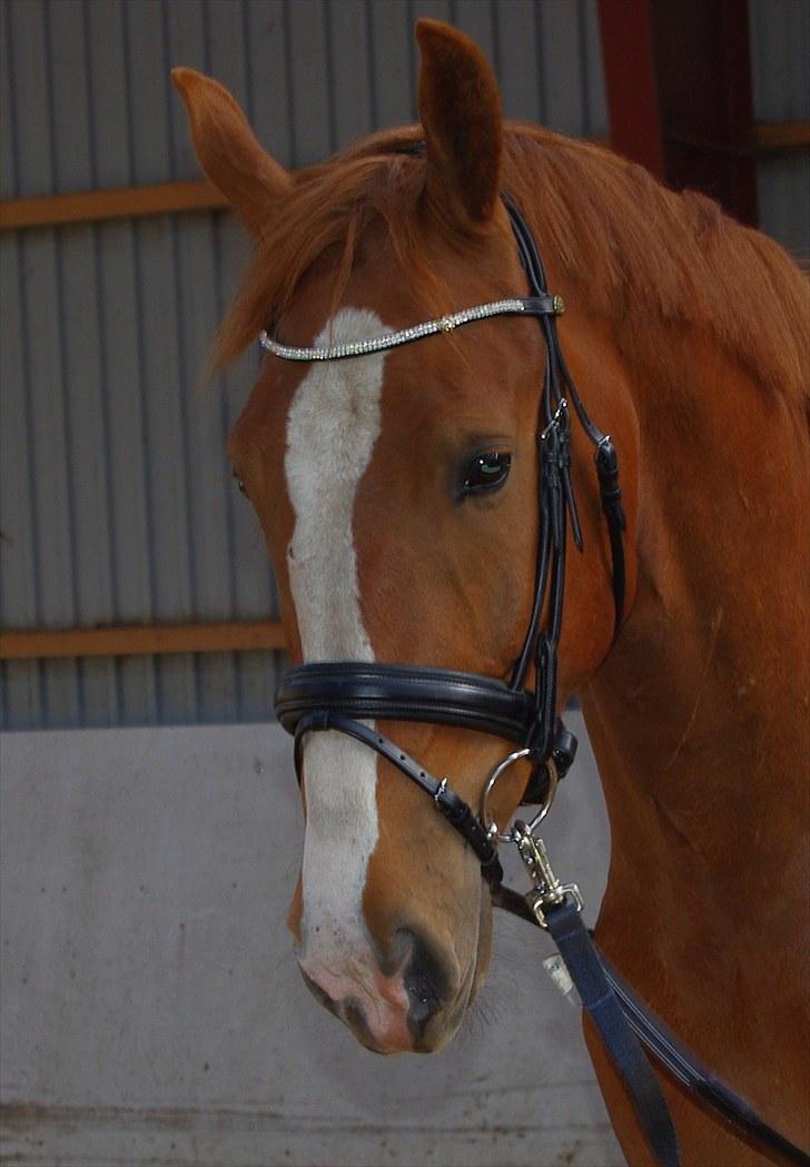 Hollandsk Varmblod Celtic Bü "solgt" - Celtic Bü billede 14