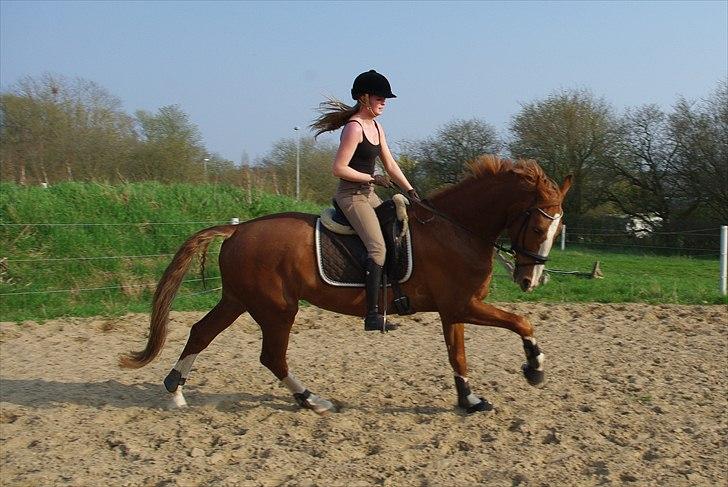 Hollandsk Varmblod Celtic Bü "solgt" - d. 21-04-2011 Celtic udenfor for anden gang i en dejlig galop :) billede 15