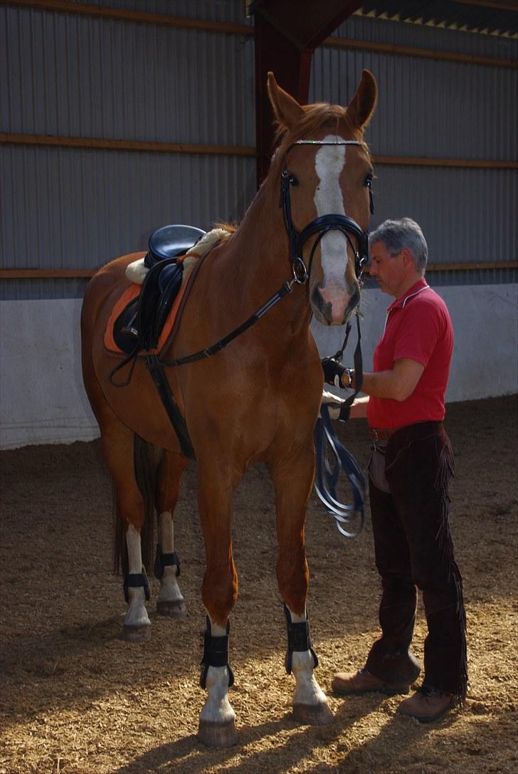 Hollandsk Varmblod Celtic Bü "solgt" - Celtic og min underviser Ove som var der til første gang jeg lagde på ham :) billede 16