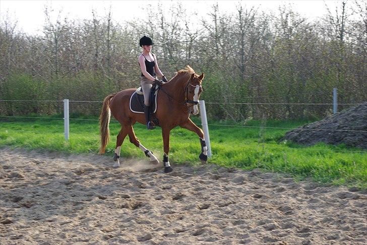 Hollandsk Varmblod Celtic Bü "solgt" - d. 21-04-2011 Celtic udenfor for anden gang i en lækker trav og bagbenene godt inde under sig :) billede 17