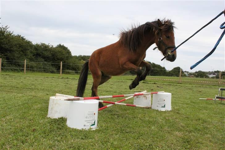 Shetlænder Stald Michas Little Matti - første gang min lille stjerne springer (: juli 09´ billede 11