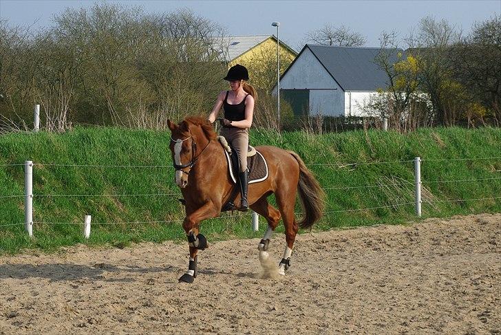 Hollandsk Varmblod Celtic Bü "solgt" - d. 21-04-2011 Celtic udenfor for anden gang i en lækker trav :) billede 18