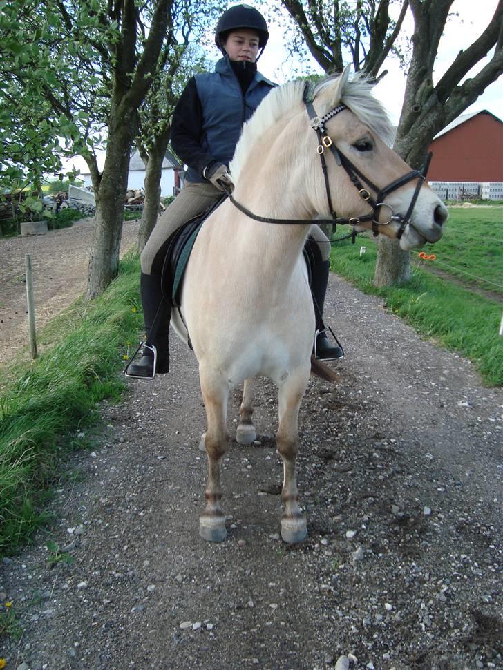 Fjordhest Landevejens Pandora billede 2
