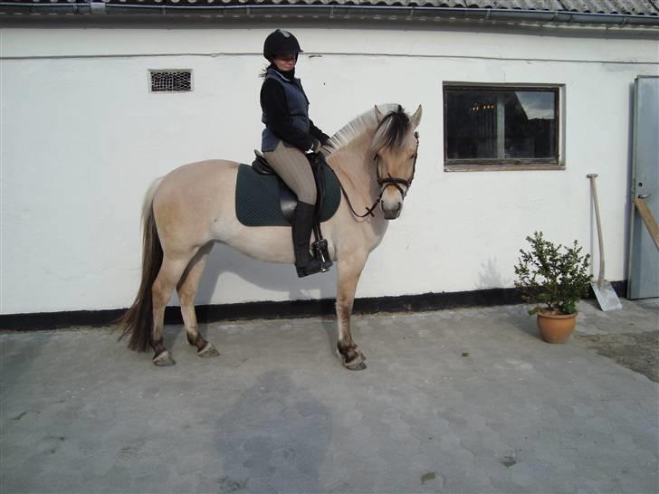 Fjordhest Landevejens Pandora billede 3