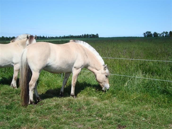 Fjordhest Landevejens Pandora billede 5