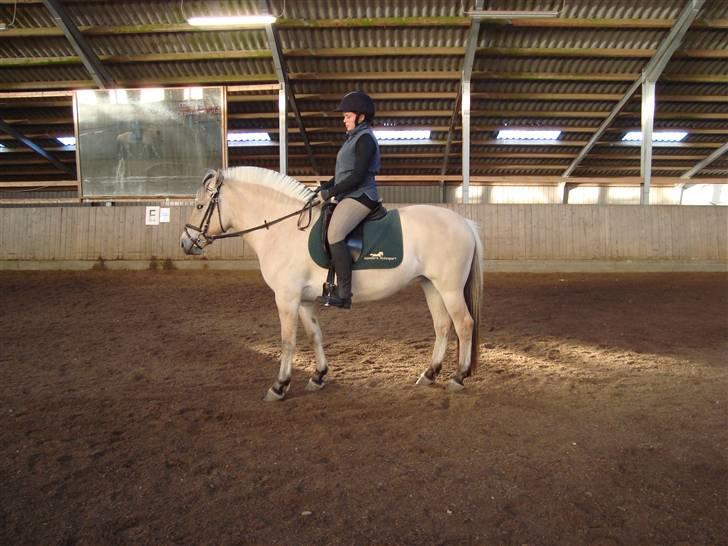 Fjordhest Landevejens Pandora billede 6