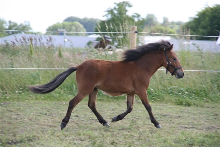 Shetlænder Stald Michas Little Matti - :D billede 13