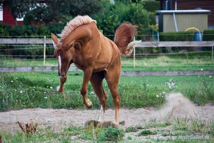 DSP Ia Twilight Flame *solgt* - fotograf: Line madsen billede 15