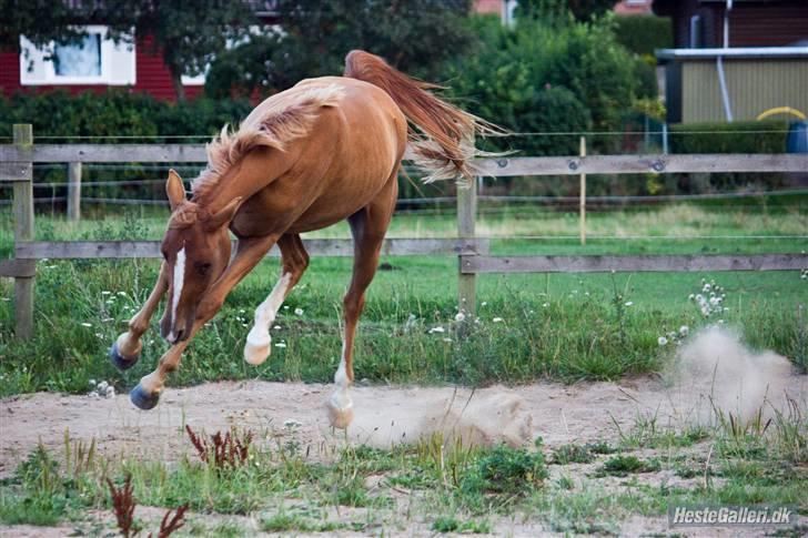 DSP Ia Twilight Flame *solgt* - fotograf: Line madsen billede 16