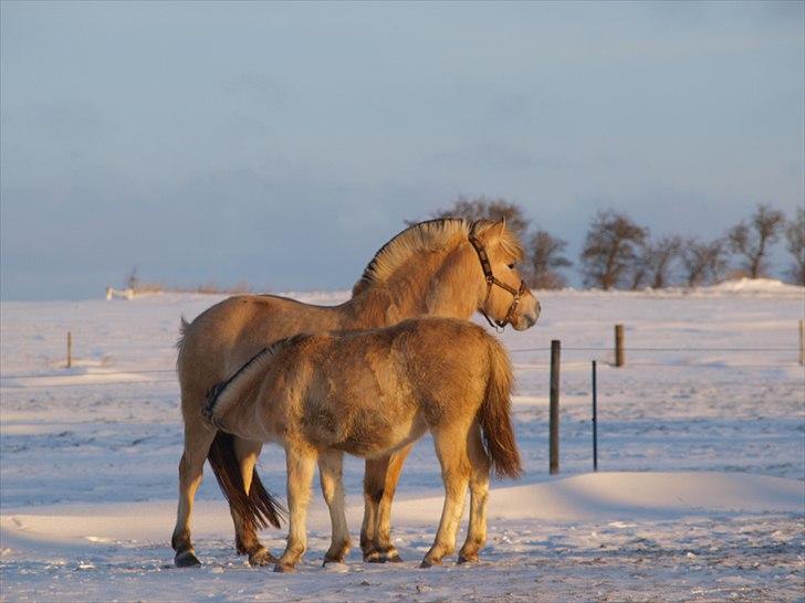 Fjordhest Landevejens Pandora billede 7