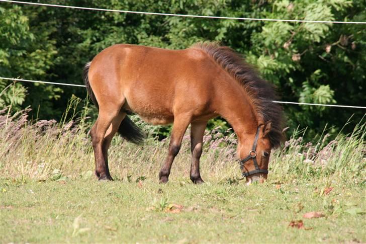 Shetlænder Stald Michas Little Matti - mmm, græs (; billede 14