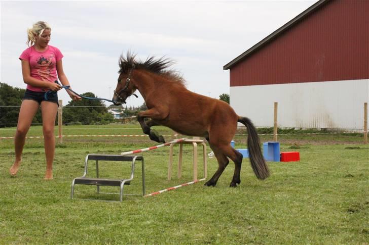 Shetlænder Stald Michas Little Matti - dyygtig Matti (: juli 09´ <3 billede 15