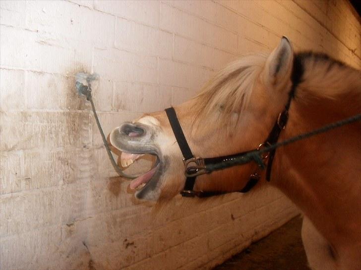 Fjordhest Pusle - Fordi jeg aldrig vil glemme dig. billede 1