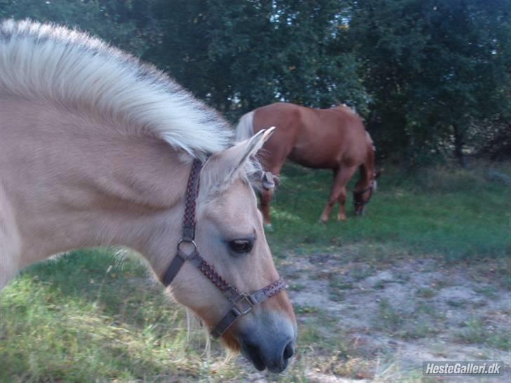 Fjordhest Pusle - Fordi du er en plante i mit hjerte som aldrig vil visne. billede 2