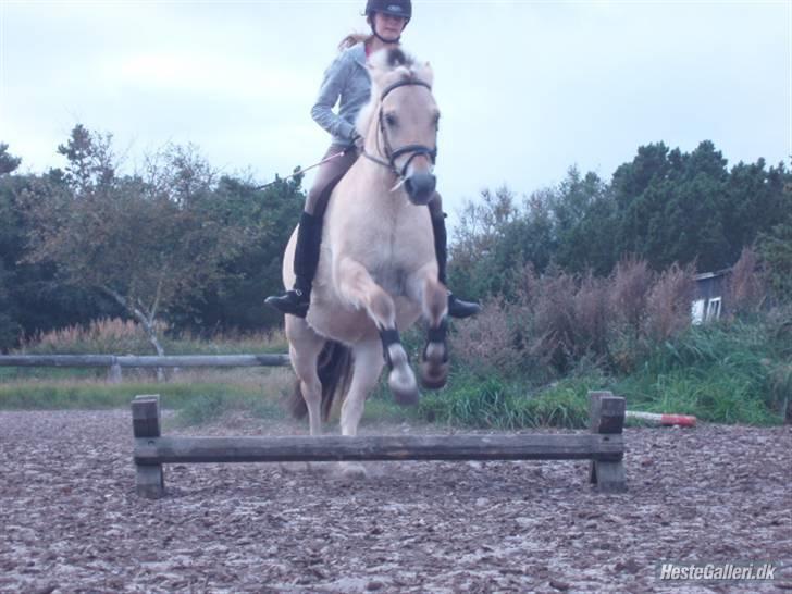 Fjordhest Pusle - Den største sorg i livet er at miste! billede 3