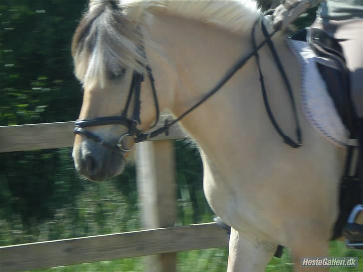Fjordhest Pusle - Fordi jeg valgte dig frem for en anden. billede 4