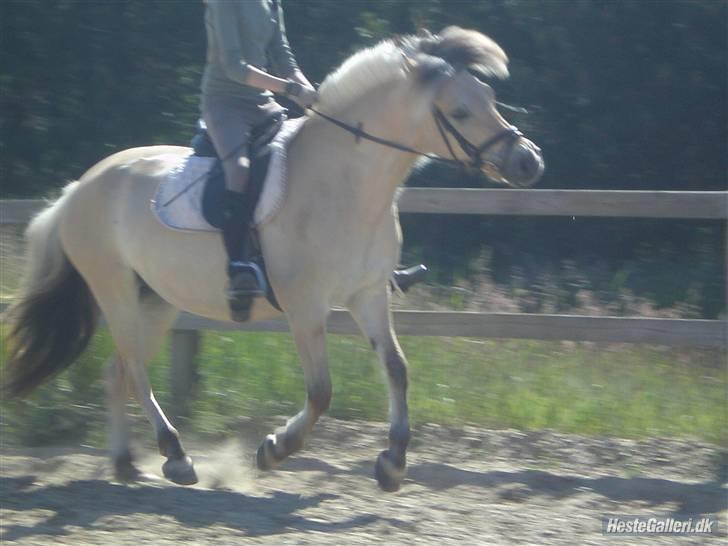 Fjordhest Pusle - Fordi alting ikke altid gik som en leg, men du aldrig svigtede. billede 5