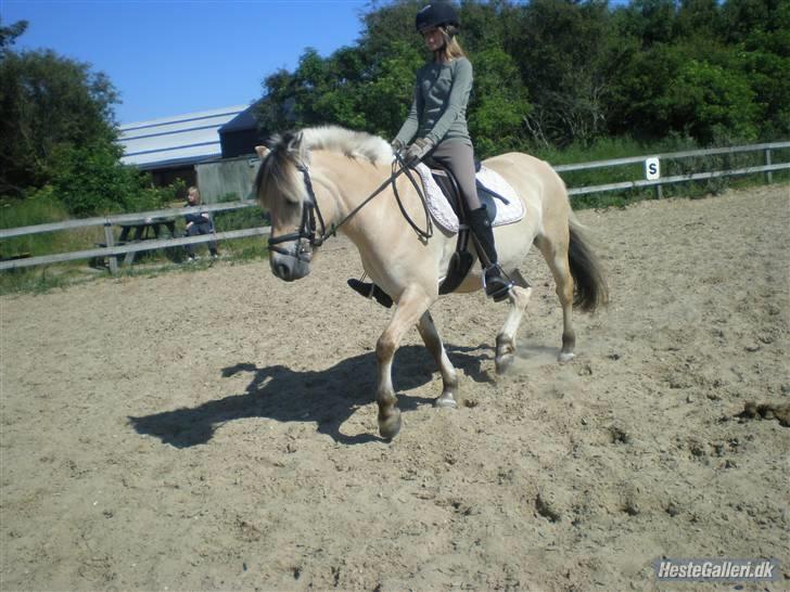 Fjordhest Pusle - Den største glæde i livet, er den overbevisning om at vi er elsket. (´: billede 6