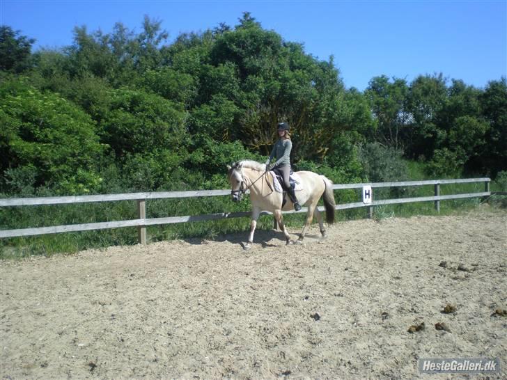 Fjordhest Pusle - I hjertet gemt, aldrig glemt.  billede 7