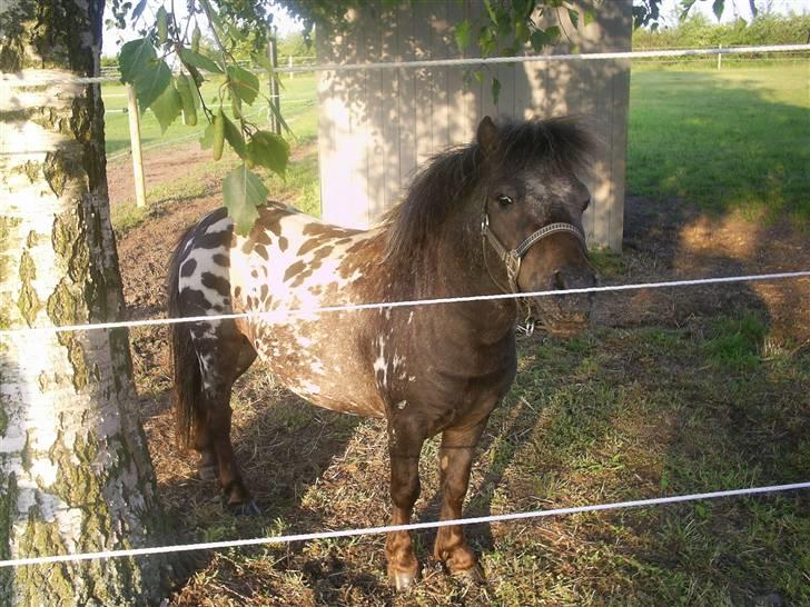 Miniature Dario  - dario i sit fold:) billede 2