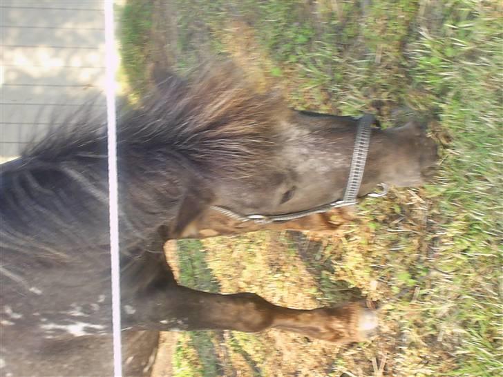 Miniature Dario  - nyder en tot græs,   (ved godt billede ska´ vendes) billede 3