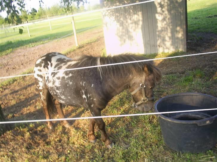 Miniature Dario  billede 4