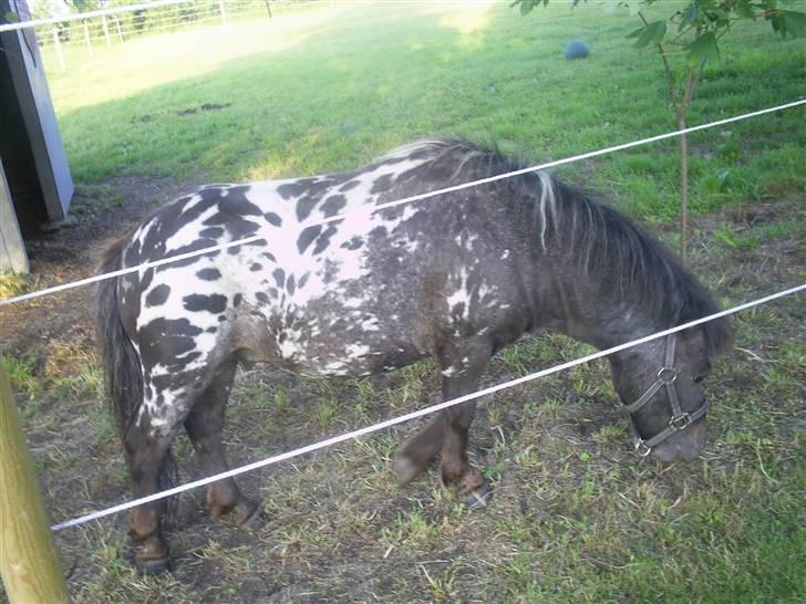 Miniature Dario  - nyder græsset:O billede 5